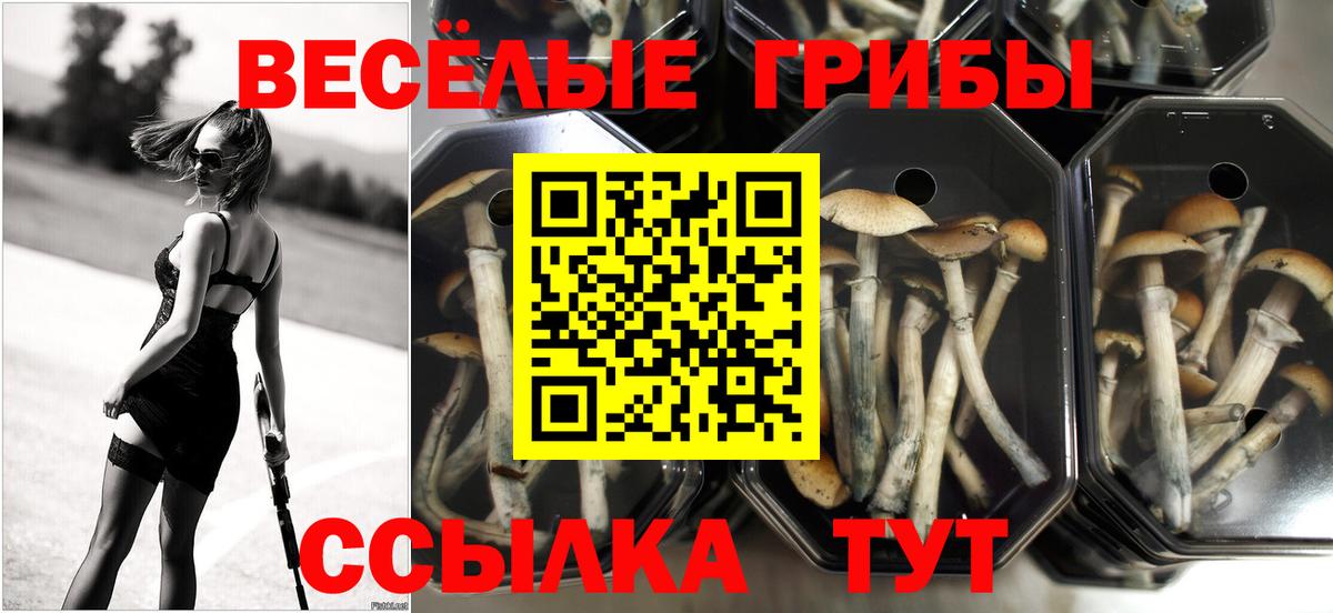 Похвистнево  Псилоцибиновые грибы Magic Shrooms  Вход с VPN  Псилоцибиновые грибы Magic Shrooms 
